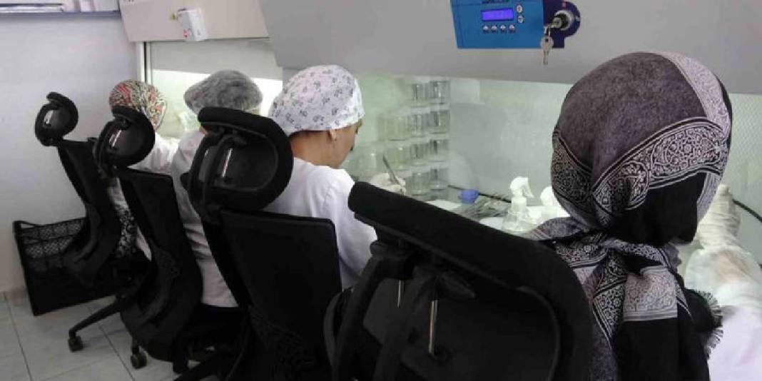 Toprakta kendiliğinden yetişiyor, toplanmasına izin verilmiyor! Laboratuvarda çoğaltılıyor 3